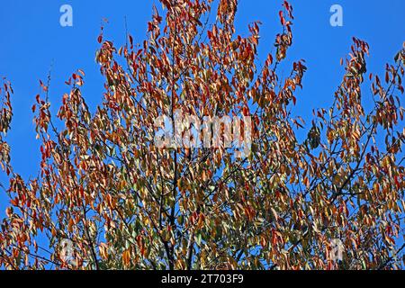 Laubbäume aus der Familie der Rosengewächse die Vogelkirsche mit ersten bunten Blättern im Herbst *** Laubbäume aus der Familie der Rosengewächse die Vogelkirsche mit ihren ersten bunten Blättern im Herbst Stockfoto