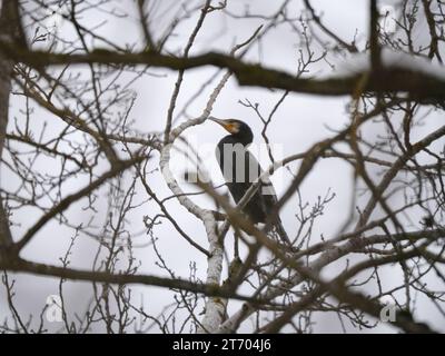 Blick von unten auf einen Kormoran, der im Winter auf den Ästen eines Baumes sitzt Stockfoto