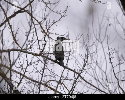 Blick von unten auf einen Kormoran, der im Winter auf den Ästen eines Baumes sitzt Stockfoto