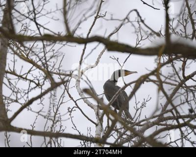 Blick von unten auf einen Kormoran, der im Winter auf den Ästen eines Baumes sitzt Stockfoto