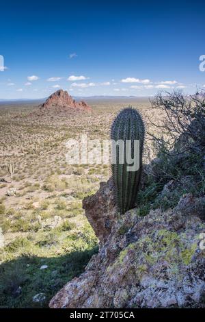 Blick auf die Sonora-Wüste von Dripping Springs Well, Orgel Pipe Cactus National Monument, Puerto Blanco Drive, Ajo, Arizona, USA Stockfoto