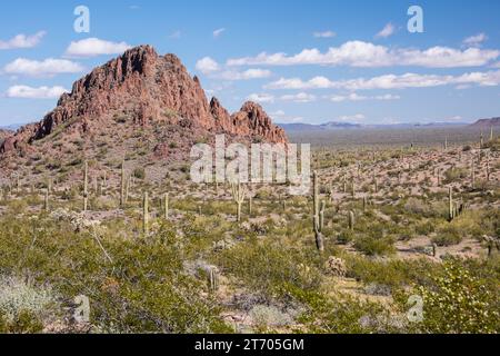 Blick nach Norden von Dripping Springs in der Sonora Desert, Organ Pipe Cactus National Monument, Ajo, Arizona, USA Stockfoto