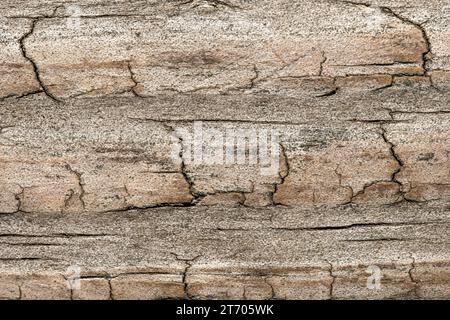 Heller Holzhintergrund mit abgenutzter verwitterter Textur. Stockfoto