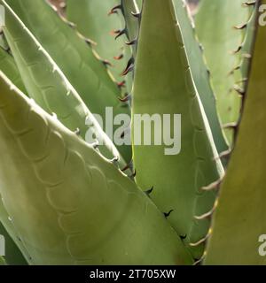 Stacheln am Rande der Blätter der Agave-Pflanze in Big Bend Stockfoto