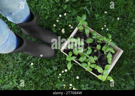 Frau in der Nähe einer Kiste mit Setzlingen im Freien, Blick von oben Stockfoto