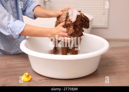 Frau wäscht den süßen Maltipoo-Hund drinnen im Becken. Schönes Haustier Stockfoto