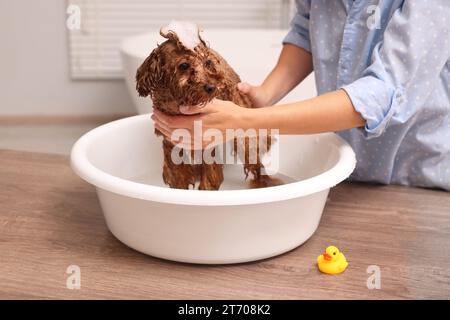 Frau wäscht den süßen Maltipoo-Hund drinnen im Becken. Schönes Haustier Stockfoto