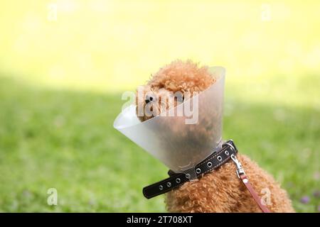 Niedlicher Maltipoo-Hund mit elisabethanischem Kragen draußen, Platz für Text Stockfoto