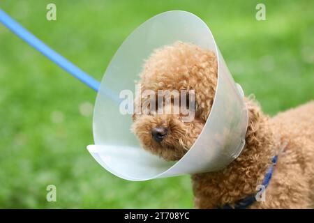 Süßer Maltipoo-Hund mit elisabethanischem Kragen draußen, Nahaufnahme Stockfoto