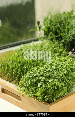 Verschiedene frische Mikrogrün in Holzkiste auf Fensterbank im Innenbereich Stockfoto