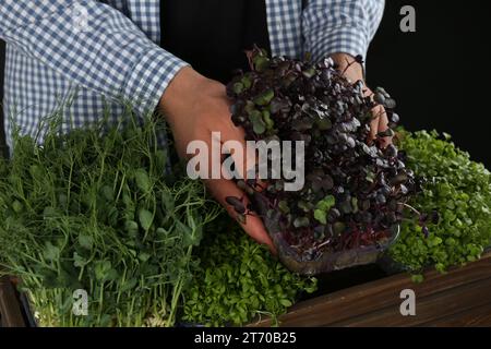 Mann mit Holzkiste mit verschiedenen frischen Mikrogrün auf schwarzem Hintergrund, Nahaufnahme Stockfoto