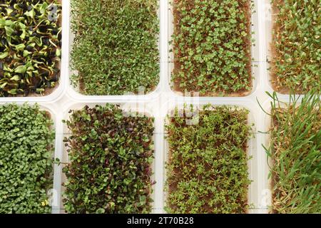 Microgreens anbauen. Verschiedene gekeimte Samen in Behältern auf dem Tisch, flache Lagen Stockfoto