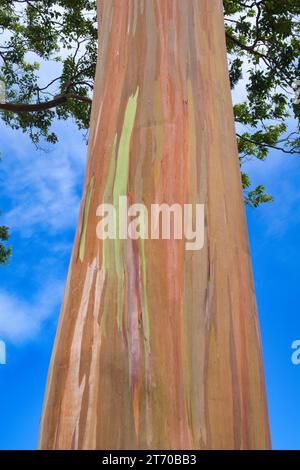 Ich schaue auf den Stamm eines Eukalyptusbaums auf Maui. Stockfoto