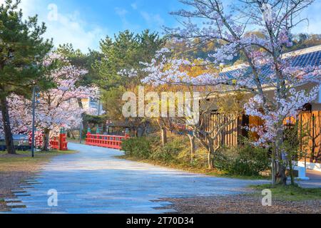 Kyoto, Japan - 1. April 2023: Präfekturaler Uji Park mit voller Kirschblüte ist das Symbol der Stadt Uji mit schöner Landschaft der Stadt und PR Stockfoto
