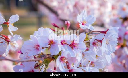 Kyoto, Japan - 1. April 2023: Präfekturaler Uji Park mit voller Kirschblüte ist das Symbol der Stadt Uji mit schöner Landschaft der Stadt und PR Stockfoto