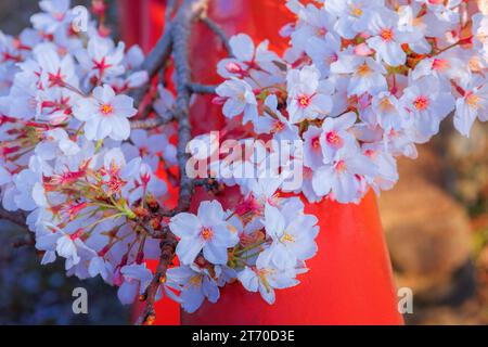 Kyoto, Japan - 1. April 2023: Präfekturaler Uji Park mit voller Kirschblüte ist das Symbol der Stadt Uji mit schöner Landschaft der Stadt und PR Stockfoto