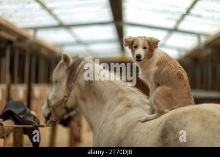 Ein niedlicher Border Collie Welpen sitzt im Herbst draußen auf einem wunderschönen isländischen Pferd, Pferd und Hund Konzept Stockfoto