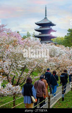 Kyoto, Japan - 6. April 2023: Ninnaji ist einer von Kyoto's großen Tempeln, die zum Weltkulturerbe gehören und berühmt für Omuro-Kirschen, spätblühende Kirschen tr Stockfoto