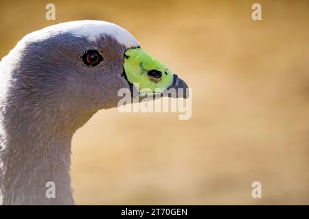 Kapbargans (Cereopsis novaehollandiae) Kopfporträt isoliert Stockfoto