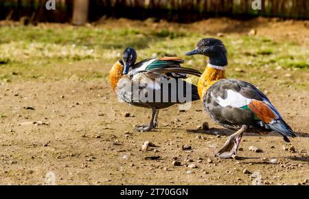 Männliche und weibliche australische ShelEnte (Tadorna tadornoides) standi Stockfoto