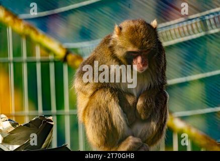 Japanischer Makaken (Macaca fuscata), der in Zoogefangenschaft sitzt Stockfoto