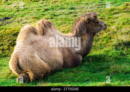 Baktrisches Kamel (Camelus bactrianus), das auf Gras ruht Stockfoto