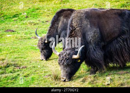 Zwei wilde Yaks (Bos mutus), die auf Gras grasen, Kopierraum Stockfoto