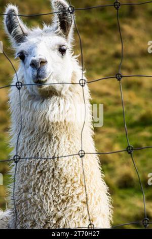 Porträt eines anmutigen Alpaca-Gesichts und langen Halses Stockfoto