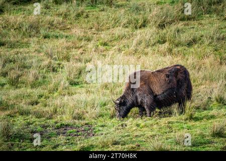 Wildes Yak (Bos mutus) weidet auf Grasseite Profil Hintergrund Kopierraum Stockfoto