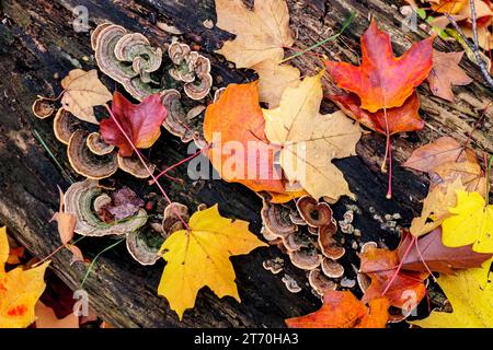 Bunt gefallener Herbstahorn und putenschwanzpilz auf zersetztem Baumstamm. Thatcher Wodds Forest Preserve, Illinois. Stockfoto