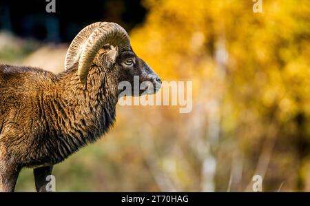 Seitenprofil Europäischer Mufflon (Ovis aries musimon) verschwommener Hintergrund Stockfoto