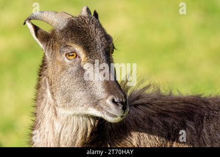 Nahaufnahme des Himalaya-Tahr-Gesichts (Hemitragus jemlahicus) Stockfoto
