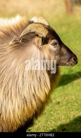 Nahaufnahme des Himalaya-Tahr-Gesichts (Hemitragus jemlahicus) Stockfoto