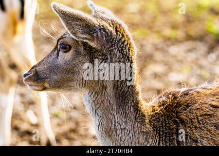 Nahaufnahme des europäischen Damhirsches (Dama dama) Stockfoto