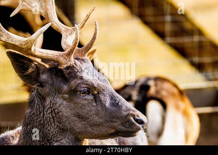 Nahaufnahme des Hirschkopfes (Dama dama) mit Geweih in Zoogefangenschaft Stockfoto