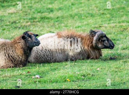 Zwei Schafe, die auf Gras ruhen Stockfoto