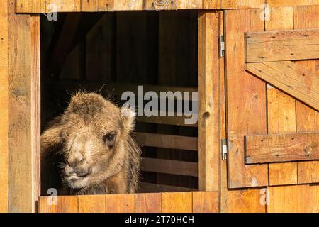 Nahaufnahme des Baktrischen Kamels (Camelus bactrianus) mit Blick aus dem Fenster Stockfoto