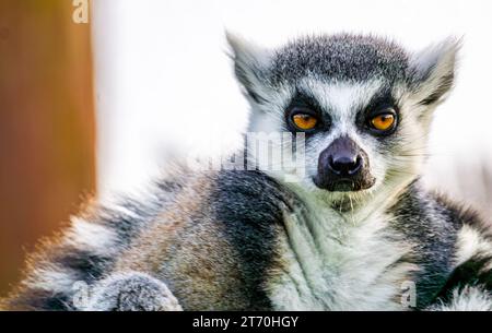 Nahaufnahme Profil von Lemur Catta, die draußen starrt Stockfoto