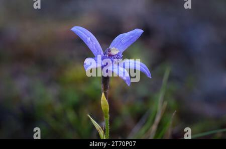 Seltene Pheladenia deformis Blaue Feen Orchideenblume im Lenah Valley, Hobart, Tasmanien Stockfoto