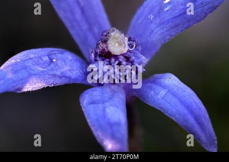 Seltene Pheladenia deformis Blaue Feen Orchideenblume im Lenah Valley, Hobart, Tasmanien Stockfoto