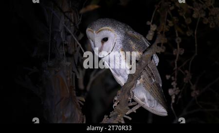Singvogel Eastern Barn Owl Tyto alba thront bei Mondschein auf einem Zweig im Fitzgerald River National Park, Western Australia, Australien Stockfoto