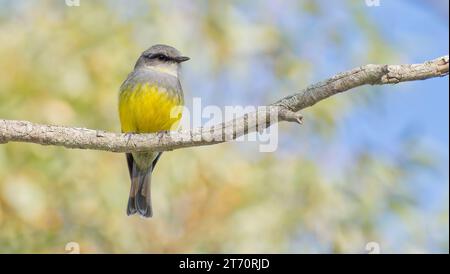 Ein einzelner Western Yellow robin stand auf einer Zweigkamera im Fitzgerald River National Park, Western Australia, Australien Stockfoto