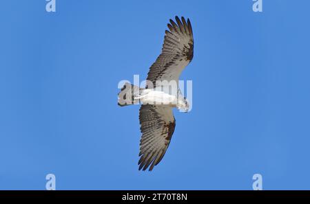 Ein einzelner Vogel aus dem Osten im Flug, der am Cheynes Beach im Waychinicup-Nationalpark, Western Australia, Australien, im klaren blauen Himmel schwingt Stockfoto