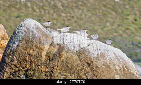 Gruppe von Seeschwalben auf Felsen mit Guano am Cheynes Beach, Waychinicup National Park, Western Australia, Australien Stockfoto