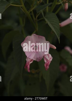 Nahaufnahme der Ipomoea carnea Blume. Kangkung pagar oder Ipomoea carnea Stockfoto