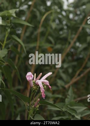 Nahaufnahme der Ipomoea carnea Blume. Kangkung pagar oder Ipomoea carnea Stockfoto