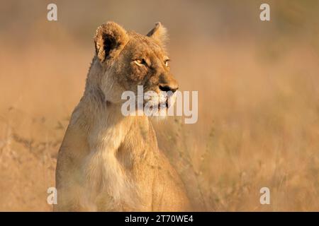 Eine Alarmlöwe (Panthera leo) im natürlichen Lebensraum, Kruger-Nationalpark, Südafrika Stockfoto