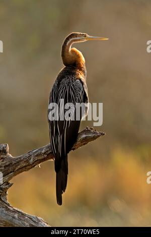 Afrikanischer Darter (Anhinga rufa), der in einem Zweig im Kruger-Nationalpark, Südafrika, thront Stockfoto