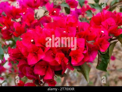 Pinkfarbene Bougainvillea-Blüten in voller Blüte im Himalaya-Gebiet in Darjeeling, Indien Stockfoto