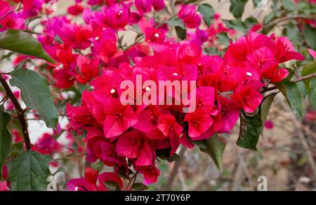 Pinkfarbene Bougainvillea-Blüten in voller Blüte im Himalaya-Gebiet in Darjeeling, Indien Stockfoto